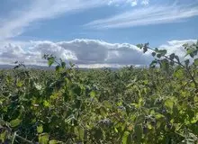 هشدار هواشناسی کشاورزی و اعلام وضعیت سطح نارنجی ویژه حامل‌های انرژی
