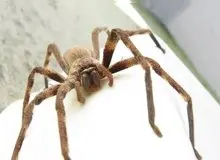 عنکبوت‌ها از کجا آمده‌اند؟