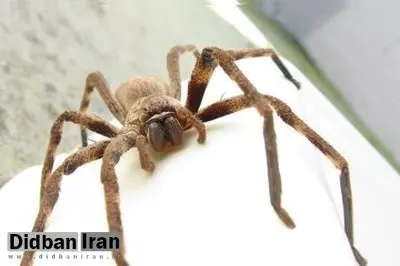 عنکبوتها از کجا آمدهاند؟