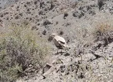  کرکس مصری نخستین بار در نهبندان مشاهده شد 
