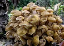 قارچ سمی به فارس هم رسید/ 4 نفر فوت کردند
