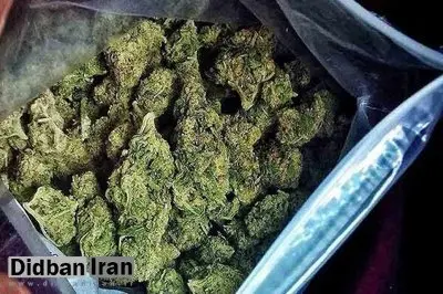 موادفروش سابقهدار در شوش دستگیر شد/ کشف ۱۱ کیلوگرم گل
