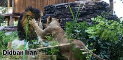 جشن ازدواج هیرمان و ایلدا در باغ وحش ارم تهران برگزار شد+ تصاویر