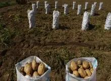  قیمت سیب‌زمینی ۱۰۶ درصد در یک سال گران شد