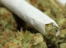 14.8 درصد مصرف کنندگان گل را دانشجویان و 3.7 درصد دانش آموزان هستند 