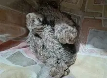 توضیحات سازمان حیوانات درباره وضعیت توله یوز‌های «ایران»: شیردهی به توله‌ها به صورت وارونه باعث ورود شیر به ریه‌ها و مرگ یکی از آن‌ها شد / گرفتن بوی انسان علت نپذیرفتن فرزندان توسط مادر است