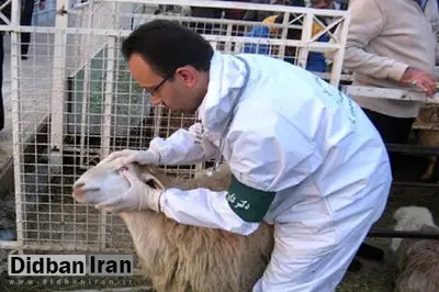 خطر جدی انتقال بیماری "تب‌ کریمه‌کنگو" در عید قربان/ وزارت بهداشت: مردم خطرات ذبح غیربهداشتی را جدی بگیرند