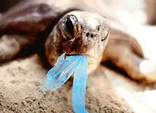 محیط زیست و سلامت انسان در خطر کیسه‌های پلاستیکی