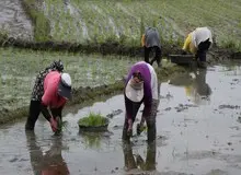 ممنوعیت کشت برنج در سال ۱۴۰۰ لغو شد

