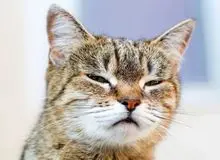 تحقیق جدید؛ گربه‌ شاید کلید درمان سرطان در انسان باشد