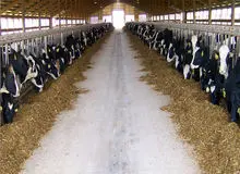 کشف شبکه فساد در حوزه توزیع نهاده‌های دامی در گلستان توسط سازمان اطلاعات سپاه