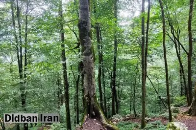 کل بودجه حفاظت از جنگل‌های هیرکانی، معادل دستمزد ۳ بازیکن فوتبال است/ نیمی از  بودجه امسال جنگل های هیرکانی تخصیص پیدا نکرد!