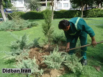 در هفته منابع طبیعی 7500 اصله نهال در فیروزکوه توزیع می شود