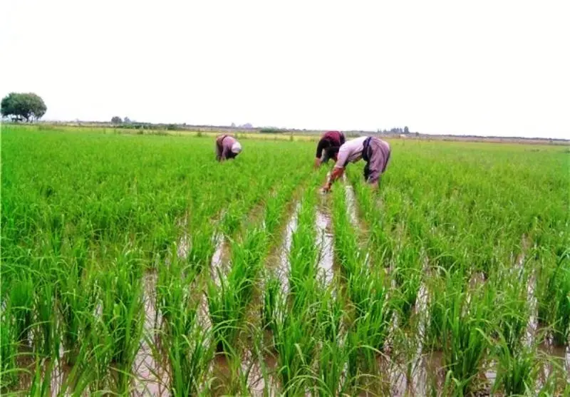 معاون وزیر کشاورزی: در ۱۹ استان ایران برنج کشت می‌شود؛ در حالی که کشت فقط در دو استان شمالی مجاز است