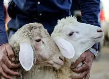  قیمت هر کیلوگرم دام زنده برای عید قربان ۱۷۰ هزار تومان اعلام شد