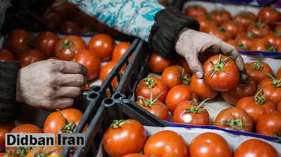عراقیها با به کار گرفتن دلالان بومی در قزوین، اقدام به خرید و صادرات گوجهفرنگی میکنند