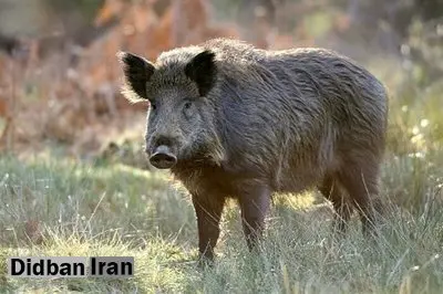 رهاسازی یک قلاده گراز وحشی در منطقه حفاظت‌شده اطراف تبریز 