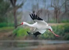 «رویا» در ایران ماند