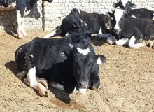 شیوع نوع جدید تب برفکی در عراق و ترکیه