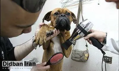 جمعه بازار سگ های اشرافی در حاشیه تهران/ سگ ماست خور داریم قیمتش ۵۰ میلیونه/ سگ نژاد خاص هم داریم ۷۰ میلیون