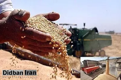 معاون وزیر کشاوری: پرداخت 72 درصدی مطالبات گندم‌کاران/ پرداخت به کشاورزان بی‌واسطه انجام می‌شود
