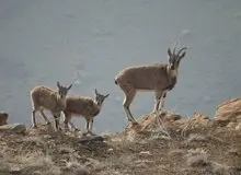 ۱۲۸ گونه حیات وحش ایران در معرض خطر انقراض قرار دارند