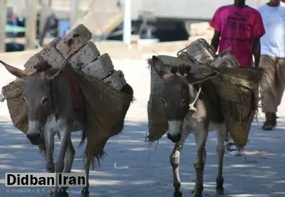 اقتصادخرها؛ چین توانست بر الاغ های آفریقا سلطه پیدا کند