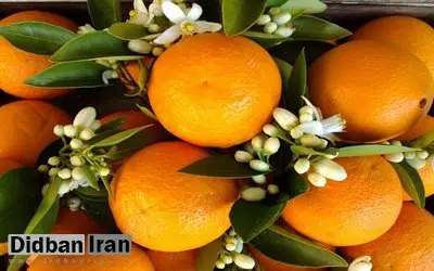 خواص نارنج چیست؟/مغز و قلب‌تان را با این گیاه تقویت کنید