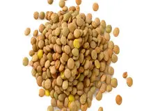 عدس خواص ضدویروسی در مقابله با کرونا دارد