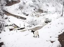 در پی بارش‌های سنگین؛ ۷۵۰ روستای کرمانشاه در محاصره برف هستند