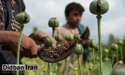 دبیرکل ستاد مبارزه با مواد مخدر: پیشنهاد واردات مواد مخدر یا کشت کنترل‌شده خشخاش بررسی خواهد شد