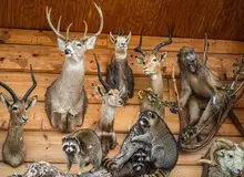 کشف ۲۴ گونه حیوان تاکسیدرمی از یک منزل مسکونی در گیلان