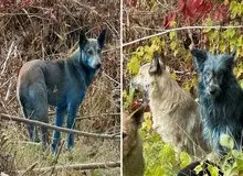 سگ‌های منطقه ممنوعه چرنوبیل به رنگ آبی روشن درآمده‌اند