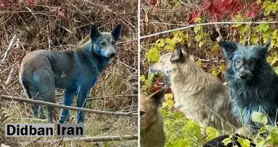 سگ‌های منطقه ممنوعه چرنوبیل به رنگ آبی روشن درآمده‌اند