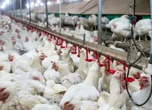 مهار بیماری آنفولانزا در شهر ری/ 6 واحد مرغداری با بیماری درگیر شدند/ با تدبیر می‌توان خسارت ها را کاهش داد