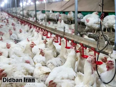 مهار بیماری آنفولانزا در شهر ری/ 6 واحد مرغداری با بیماری درگیر شدند/ با تدبیر میتوان خسارت ها را کاهش داد
