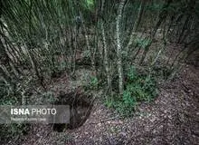 هر ۱۰کیلو خاک جنگل‌های شمال، ۲۰هزار تومان!
