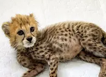 سرنوشت جسد پیروز چه خواهد شد؟