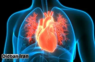 محققان علت ضربان سریعتر در زنان و ریتم نامنظم قلب در مردان را کشف کردند