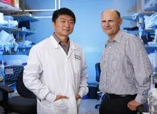 جنجال ژنتیکی جدید در چین: اولین جنین ترکیب شده از ژنهای انسان و میمون متولد شده است؟