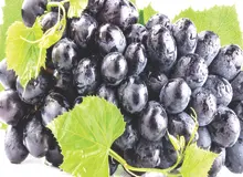 یاقوت‌های جهانی کردستان