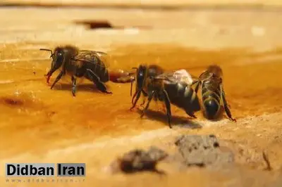 زنبورها با رقص به یکدیگر آدرس می‌دهند!