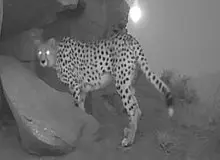 توله بازمانده «هلیا» شناسایی شد 