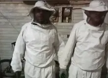 حمله زنبورها به یک ساختمان مسکونی در سمنان/ جزئیات