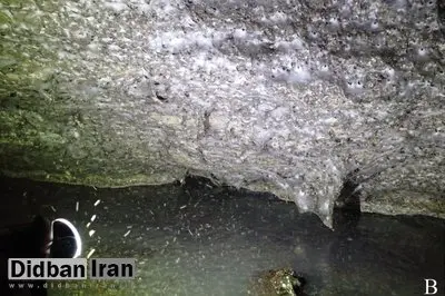 ۱۱۱ هزار عنکبوت در یک خانه!/ بزرگ‌ترین تار عنکبوت جهان کشف شد