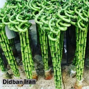 هشدار ستاد مبارزه با قاچاق/ جمعآوری بنسای و لاکیبامبو از شنبه