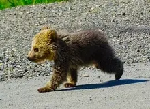 خرس پارک پردیسان تهران با وجود گذشت چندماه همچنان ناپدید است/ معاون سازمان محیط زیست: ممکن است خرس سرقت شده باشد 