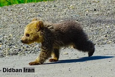خرس پارک پردیسان تهران با وجود گذشت چندماه همچنان ناپدید است/ معاون سازمان محیط زیست: ممکن است خرس سرقت شده باشد