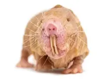 راز عمر جاودانه ما شاید در ژن موش کور برهنه نهفته باشد