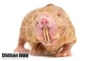 راز عمر جاودانه ما شاید در ژن موش کور برهنه نهفته باشد